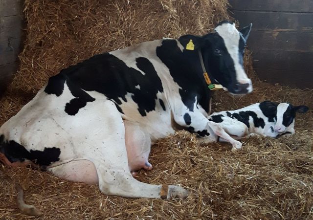 Ökohof Liescher in Teterow - Konventionelle Betriebszweige